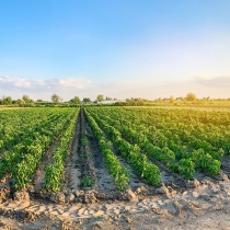 Agro paulista cresce 13,1% no ano