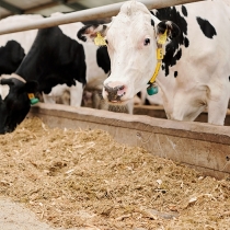 Exportação de carne bovina bate novo recorde em janeiro