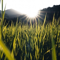 Arroz é alternativa para reduzir custos de produção