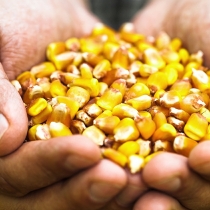 USDA mantém estimativa de estoque para milho dos Estados Unidos