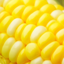 China quer milho do Brasil, mas preço irá para demanda das carnes ao etanol
