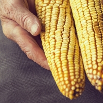 Colheita de milho atinge 94% das áreas em MT, diz Imea; Pátria vê 63,4% para Brasil