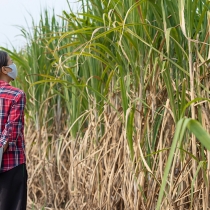 Cofco International projeta produção de 17,5 mi t de cana-de-açúcar na safra 2023/24