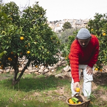 Safra de laranja 2022/23 de SP e MG encerra com aumento de 19,5%